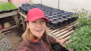 Extra Tomato Plants? LET'S MAKE A PROFIT!!