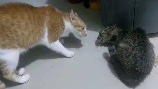 Here Comes the Bully Cat Again..