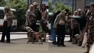 Pit Bull owner kicks a stranger who was trying to stop his dog from barking