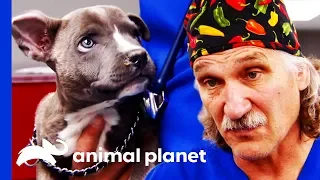 Can Dr Jeff Fix This Puppy's Cleft Palate? | Dr. Jeff: Rocky Mountain Vet