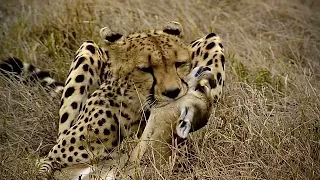 Cheetah Playing with The Most Stubborn Baby Gazelle to Die