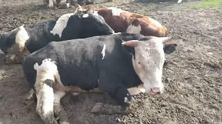 Быки кайфуют, корова перегуляла