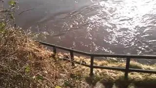 High water on lower Cargill on the Tay in perthshire Scotland..3gp