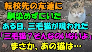 転校先で友達に馴染めずにいたある日のこと・・三毛猫が私の前に現れた野良猫の後をつけていくと倉庫に子猫がいて「そんなのいないよ」まさか、あの猫が？猫の不思議な話