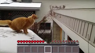 cat dies from fall damage