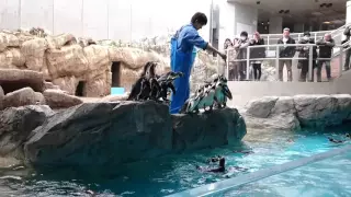 長崎ペンギン水族館 ペンギンショー