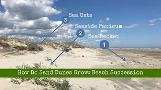 How do Sand Dunes grow?