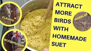 How to Attract More Birds with Homemade Suet 2018