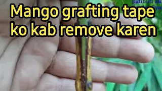 Mango Grafting Tape ko kab remove karen