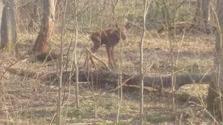 Новорожденный лосёнок. Встреча на тихой охоте.