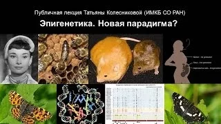 Эпигенетика. Новая парадигма?