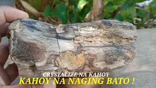 KAHOY NA NAGING BATO!, MALUPIT NA PANG-PROTEKSIYON!