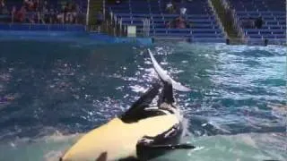 shamu  attack, killer whale attacks the audience касатка  кит  убийца