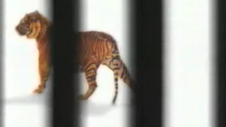 WWF tiger