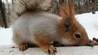 Иногда приходят очень голодные белки / Sometimes very hungry squirrels come