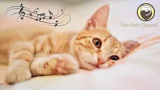 Music for Nervous Cats - Soothing Sleep Music, Deep Relaxation Music, Anxiety Relief