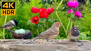 Cat TV for Cats to Watch 😺🐰 Easter Eggs, Spring Birds, Cute Rabbits 🐦 8 Hours(4K HDR)