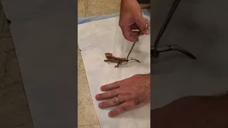 Crested Gecko Tail Drop