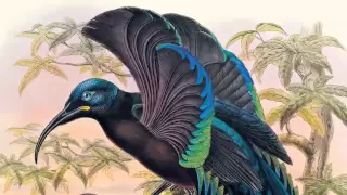 David Attenborough on Sharpe's Birds of Paradise | The Folio Society