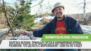 Формируем яблоню. Обрезка, советы по уходу. Развилка. Морозобой? / Василий Шахманов /Продолжение..