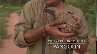 Pangolin has the longest tongue