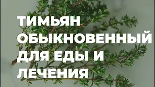 Тимьян обыкновенный - полезные советы, применение в медицине / Захар Травник