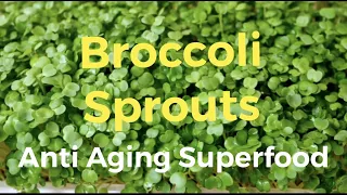 Broccoli sprouts are the world's best kept anti-aging secret to slow down the aging process.