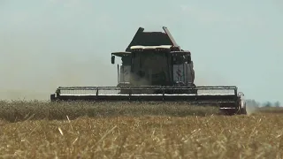 Rostselmash RSM 161 combine harvesting wheat in Russia