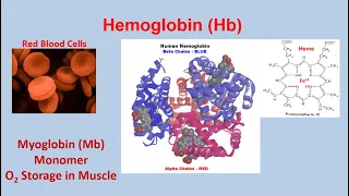 2022 Hemoglobin and Myoglobin Oxygen Transport and Storage