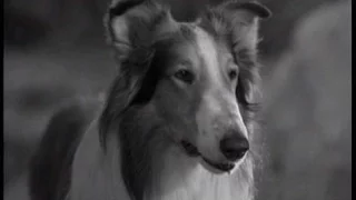 Lassie - Episode #384 - "Lassie's Teamwork" - Season 11, Ep. 32 - 05/09/1965