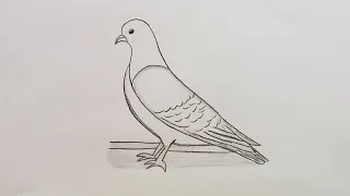 pigeon drawing easy step by step!! draw pigeon! drawing for beginners!! Pencil drawing!! Drawingeasy