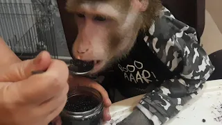 Чёрной икрой кормить обезьян? да легко....#monkey #обезьяна #macaque #capuchinmonkey