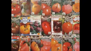 Детерминантные  сорта крупноплодных томатов для открытого грунта.