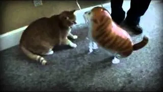 Bert the Cat vs Cat Balloon (RAWR Remix)