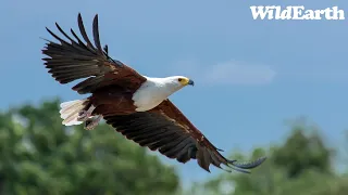 SafariLIVE Sunset Safari - 21 April 2024