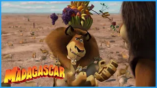 DreamWorks Madagascar | A Real Lion | Madagascar: Escape 2 Africa Movie Clip