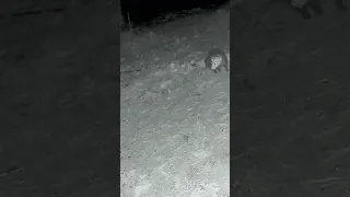 Opossum v. Raccoon. Who wins?