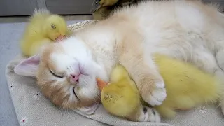 The cutest animals in the world | Kitten hugs ducklings and sleeps sweetly. Funny pet videos.