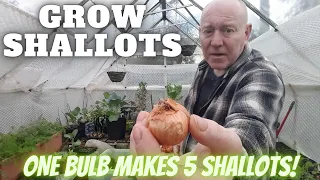 Grow Shallots [Gardening Allotment UK] [Grow Vegetables At Home ]