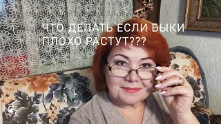 ПОЧЕМУ БЫКИ ПЛОХО РАСТУТ ЧТО ДЕЛАТЬ ЕСЛИ БЫКИ НЕ РАСТУТ whyd bo bulls grow poorly