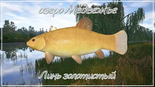Линь золотистый - озеро Медвежье - РР4┃maXS1k
