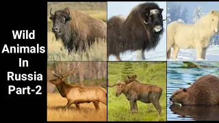 Wild Animals In Russia | Part-2