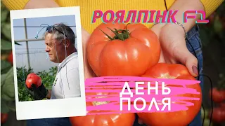 Томат в теплице. РоялПинк F1. Розовый томат для второго оборота. Формирование томатов в теплице