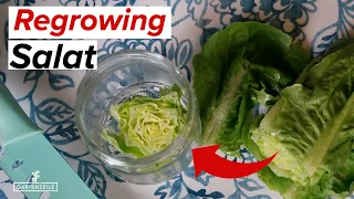 Romana Salat nachwachsen lassen & vermehren | REGROWING ganz einfach!