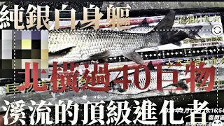 釣魚狂人4K  大漢溪，純銀白色身軀，極致進化的溪魚，立竿搏魚秀秀叫，全程chill度全開 Stream Fishing Taiwan