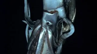 Giant Squid Footage Emerges for First Time