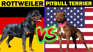 ROTTWEILER VS PITBULL TERRIER | Who Will Win? | Dog Comparison