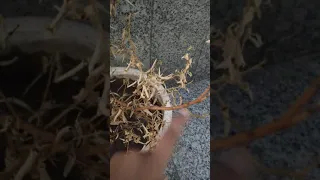 How to revive dead plant 🍀