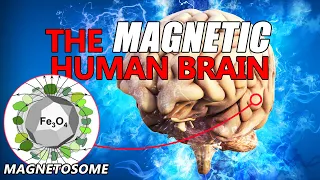 How small magnets (magnetosomes) in neurons alter cognition