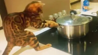 Funny animals - Funny cats / dogs - Funny animal videos 77